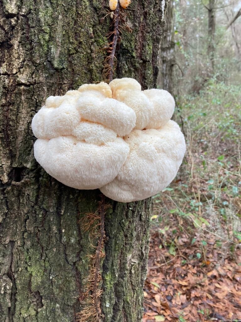 Lion's-mane_mushroom_in_tree